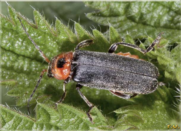  Cantharis rustica  Cantharidae 