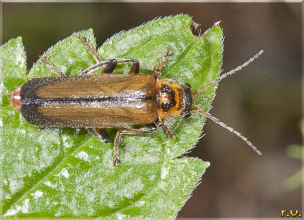  Cantharis terminata  Cantharidae 