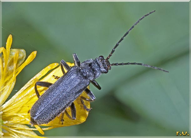  Cantharis tristis  Cantharidae 