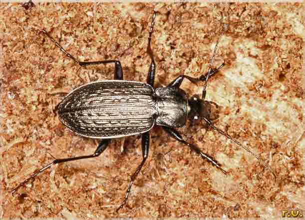  Carabus granulatus  Carabidae 