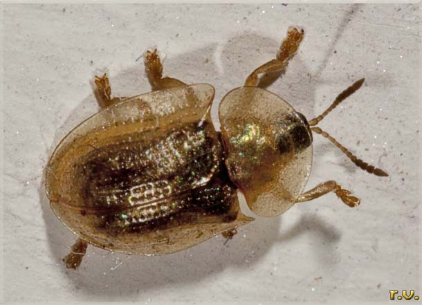  Cassida flaveola  Chrysomelidae 