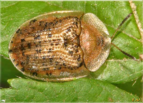  Cassida nebulosa  Chrysomelidae 