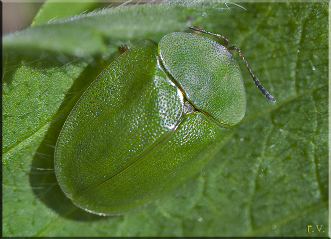  Cassida viridis  Chrysomelidae 