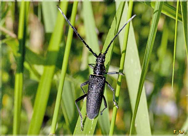  Cerambyx scopolii  Cerambycidae 