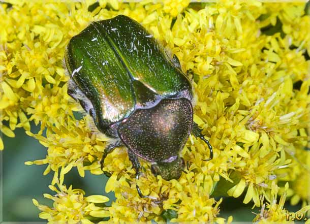 Cetonia Cetonia aurata  Scarabaeidae 