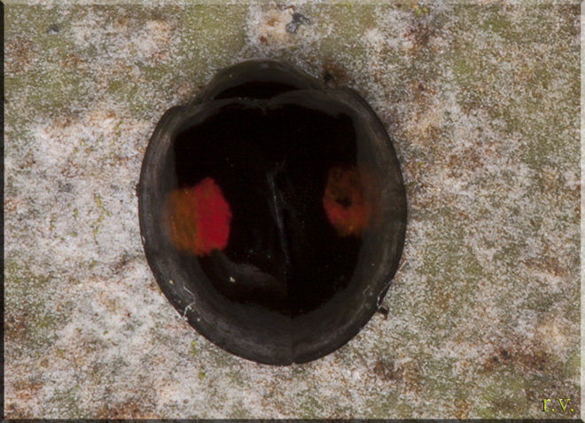  Chilocorus bipustulatus  Coccinellidae 