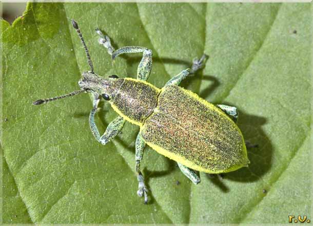  Chlorophanus viridis  Curculionidae 
