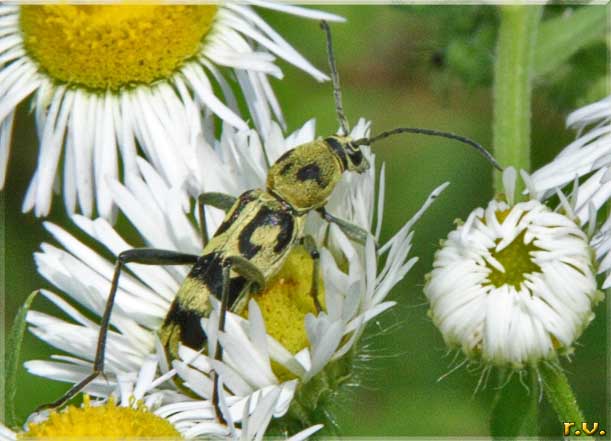  Chlorophorus varius  Cerambycidae 