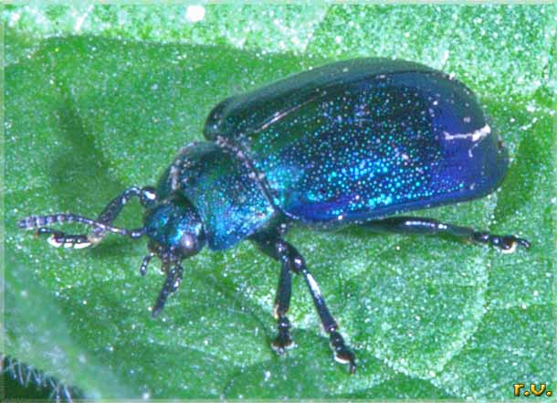 Chrysolina coerulans