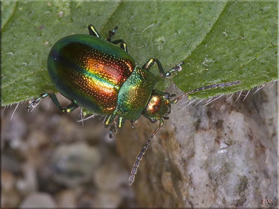  Chrysolina fastuosa  Chrysomelidae 