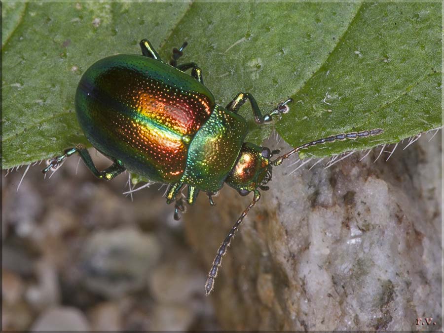 Chrysolina fastuosa