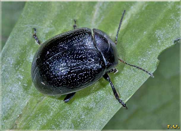  Chrysolina haemoptera  Chrysomelidae 
