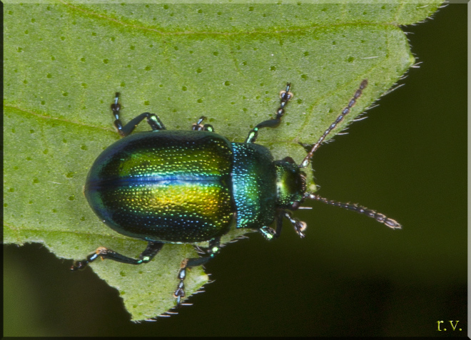 Chrysolina herbacea