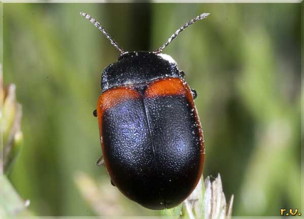 Chrysolina limbata