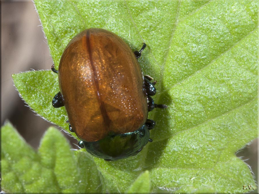 Chrysolina polita