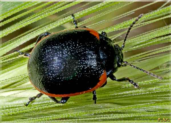  Chrysolina sanguinolenta  Chrysomelidae 