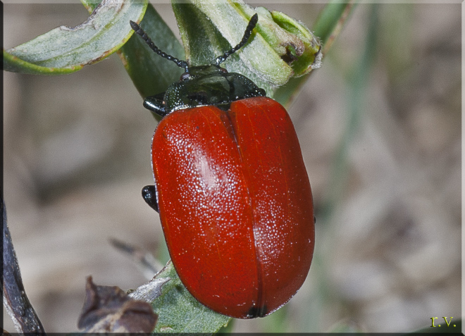  Chrysomela populi  Chrysomelidae 