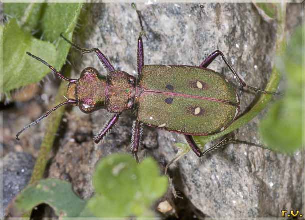 Cicindela delle Alpi Cicindela campestris  Cicindelidae 