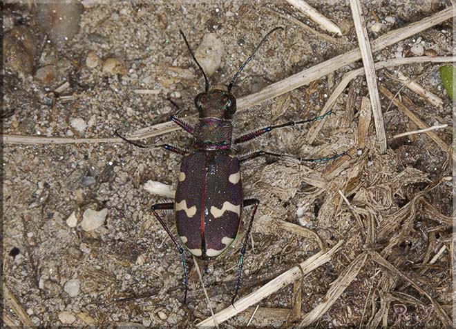  Cicindela hybrida  Cicindelidae 