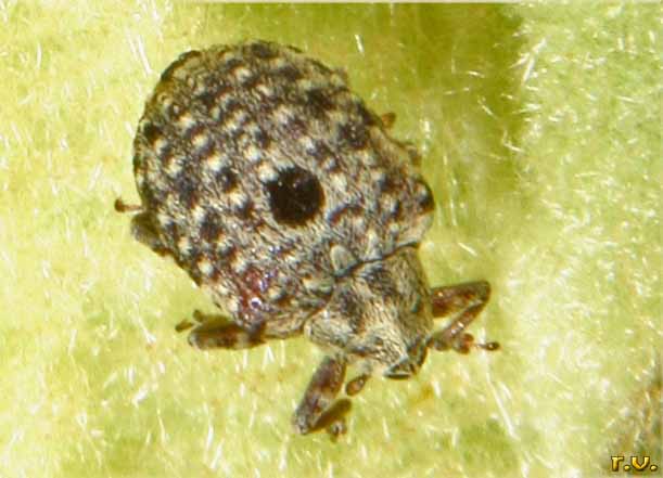  Cionus alauda  Curculionidae 