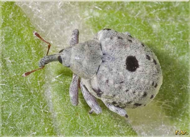  Cionus olivieri  Curculionidae 