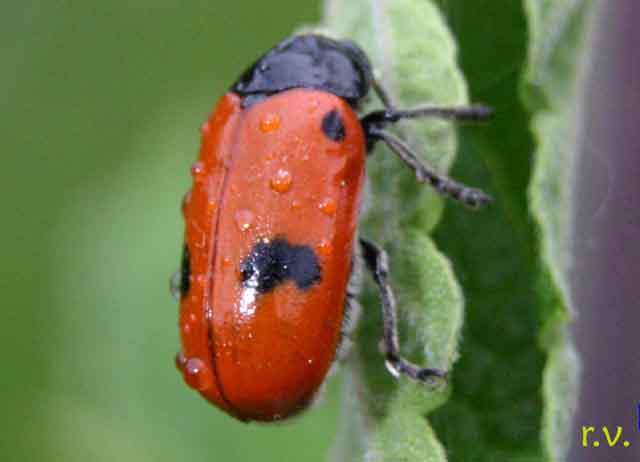  Clytra laeviuscula  Chrysomelidae 