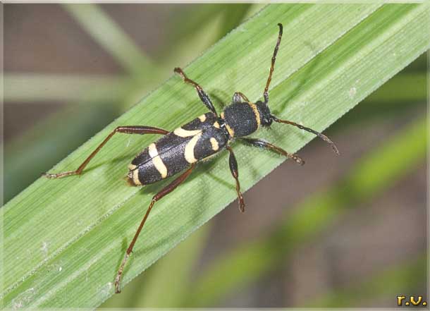  Clytus arietis  Cerambycidae 