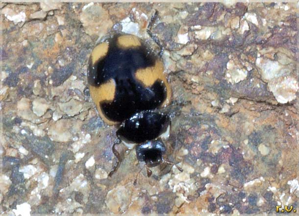  Coccinella hieroglyphica  Coccinellidae 