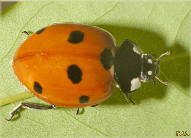 Coccinella Coccinella septempunctata  Coccinellidae 