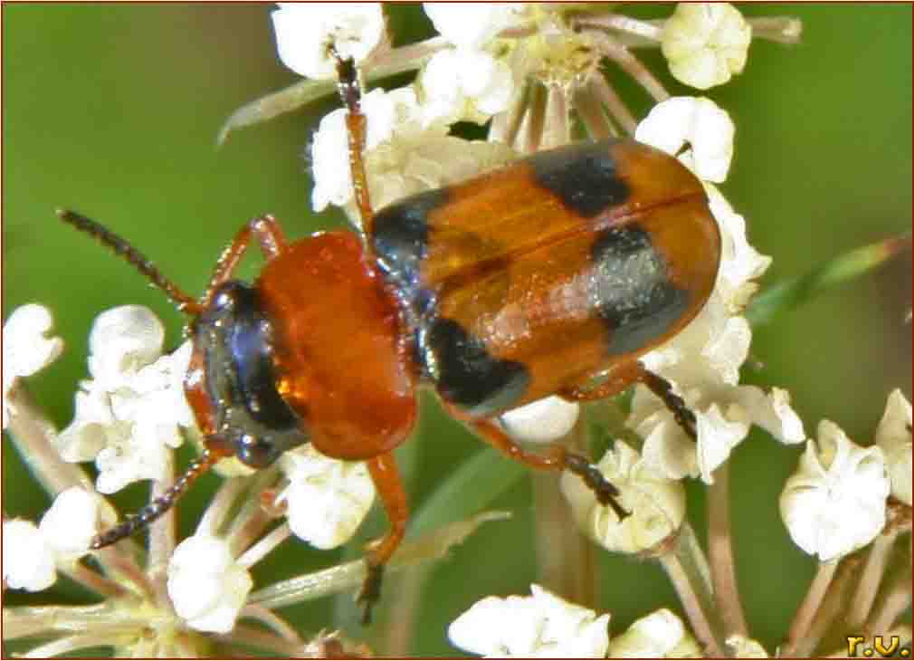 Coptocephala unifasciata  Chrysomelidae 