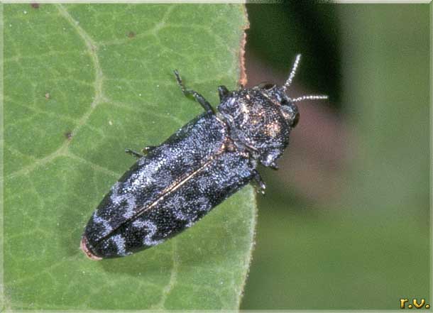 tarlo delle rose Coraebus rubi  Buprestidae 