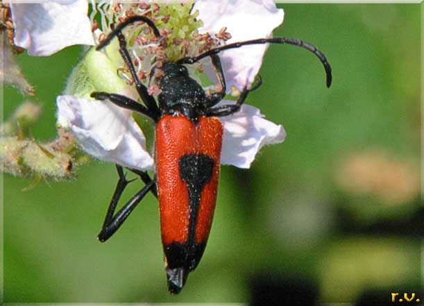 Corymbia cordigera  Cerambycidae 