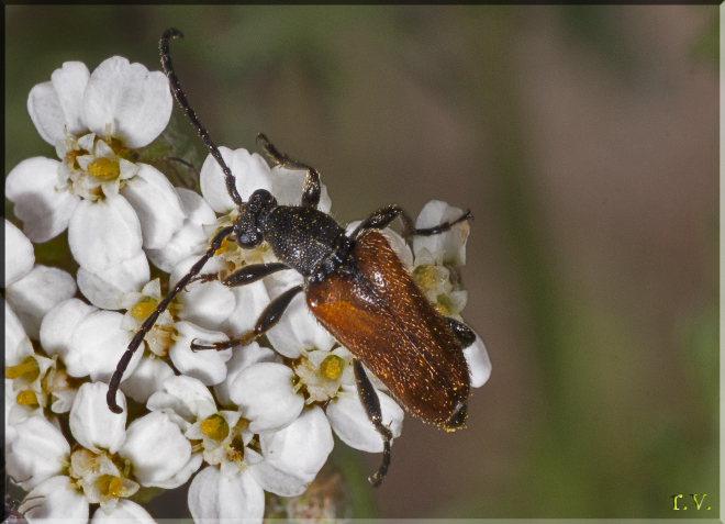  Corymbia dubia  Cerambycidae 