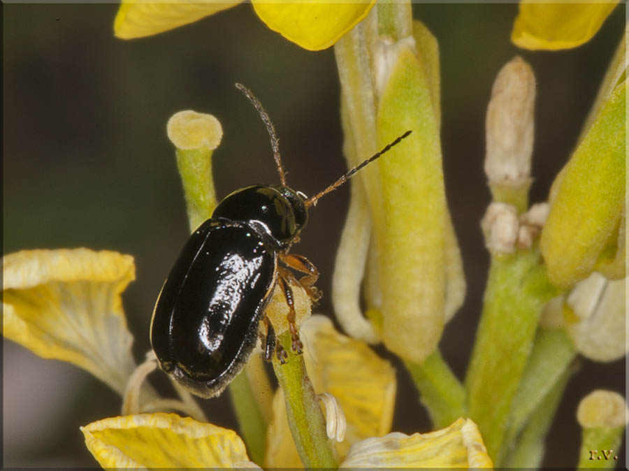  Cryptocephalus labiatus  Chrysomelidae 