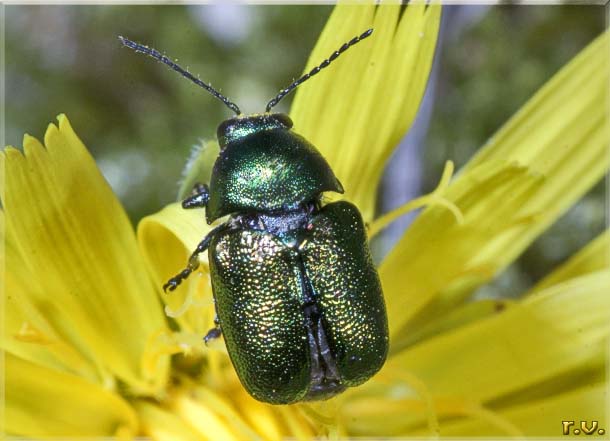  Cryptocephalus sericeus  Chrysomelidae 