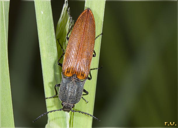  Ctenicera virens  Elateridae 