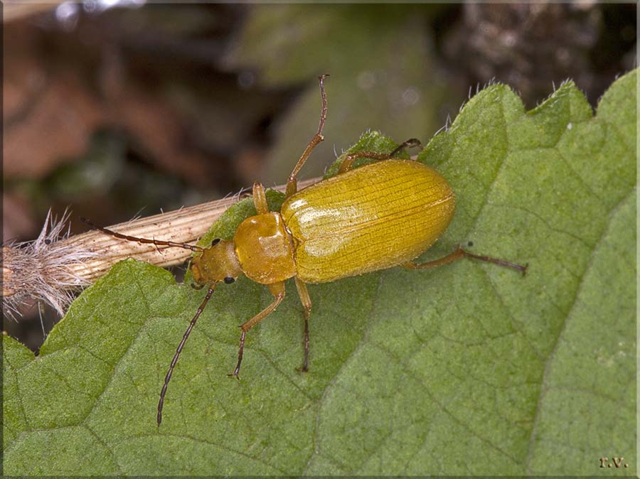  Cteniopus sulphureus  Tenebrionidae 