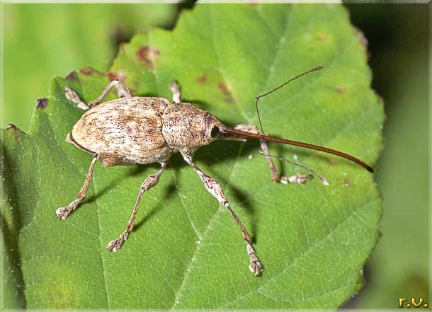  Curculio elephas  Curculionidae 