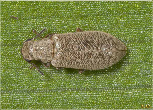  Danacea nigritarsis  Melyridae 
