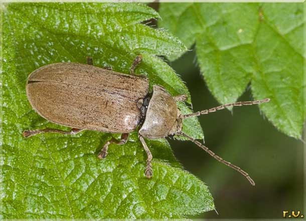  Dascillus cervinus  Dascillidae 