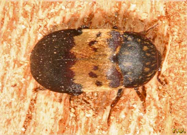  Dermestes lardarius  Dermestidae 