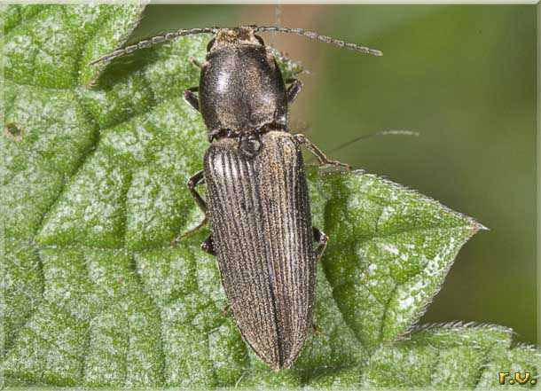  Dicronychus cinereus  Elateridae 