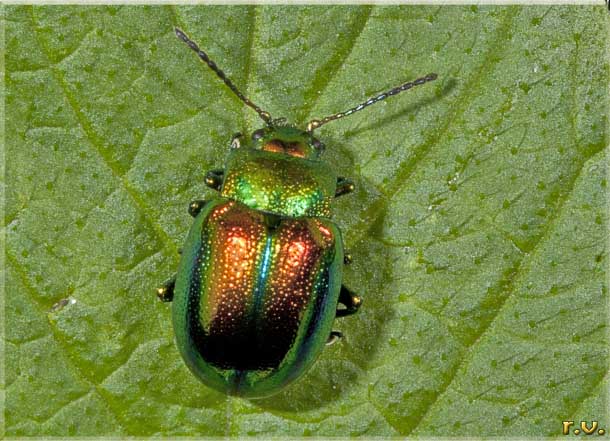  Dlochrysa fastuosa  Chrysomelidae 