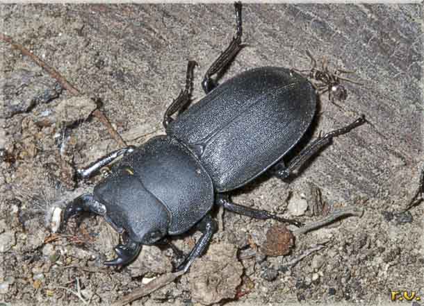  Dorcus parallelepipedus  Lucanidae 