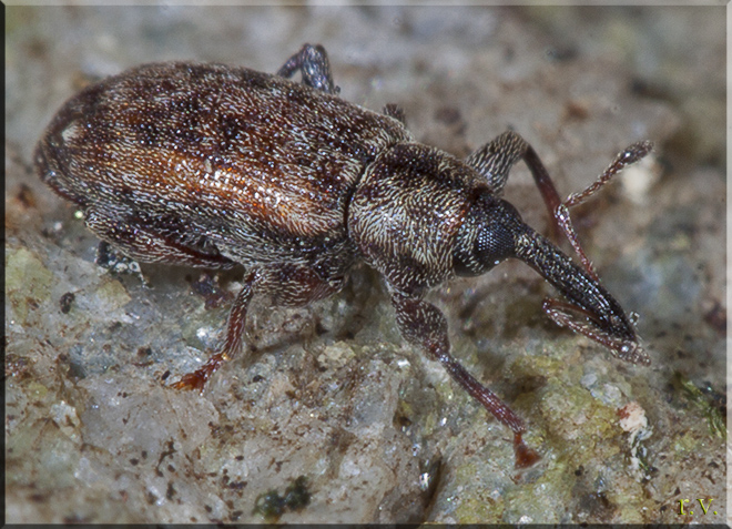  Dorytomus rufatus  Curculionidae 