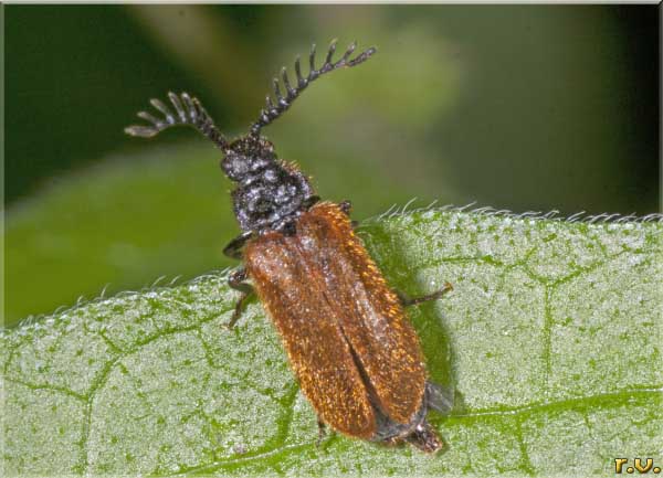  Drilus flavescens  Drilidae 