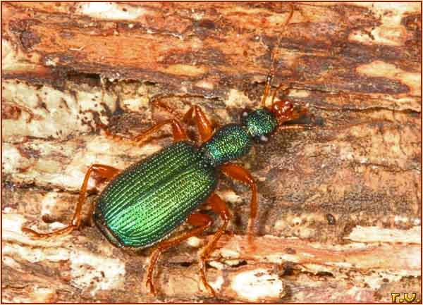  Drypta dentata  Carabidae 