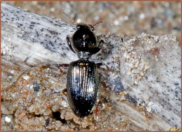  Dyschirius nitidus  Carabidae 