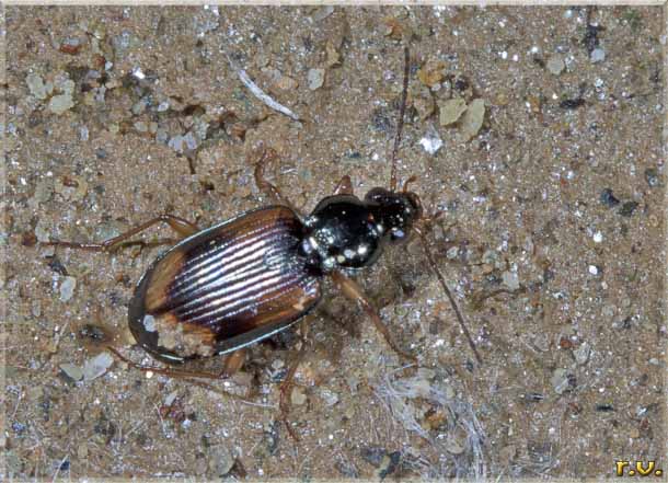  Elaphropus quadrisignatus  Carabidae 