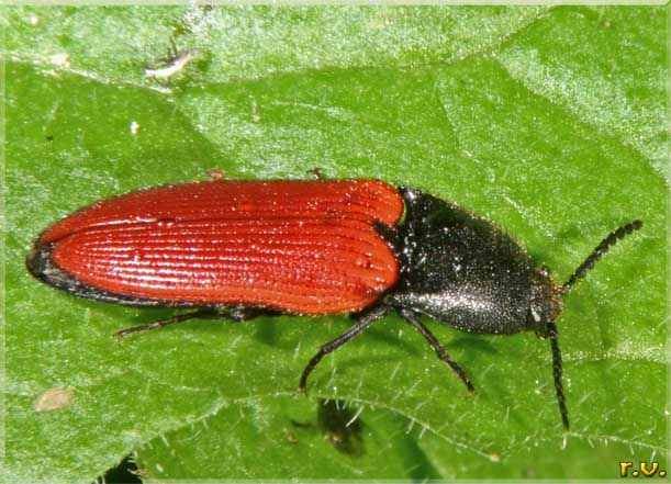 Elater sanguineus  Elateridae 